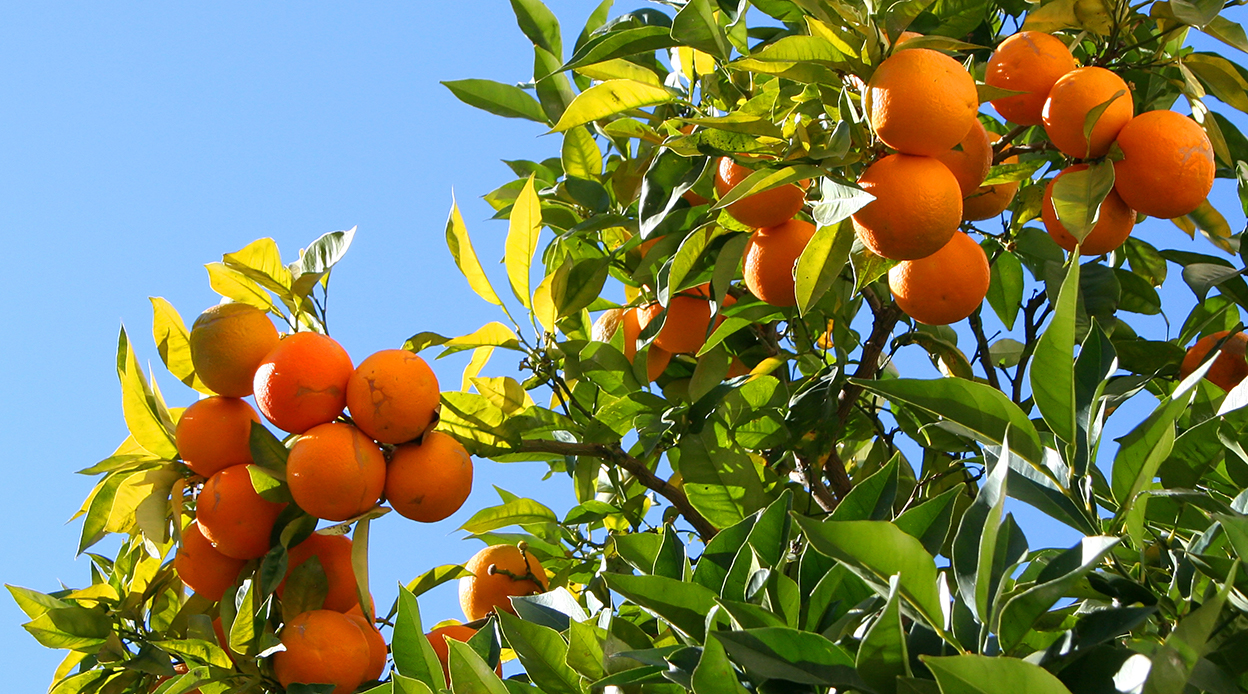 Orangen: Woher sie kommen – wie sie wachsen