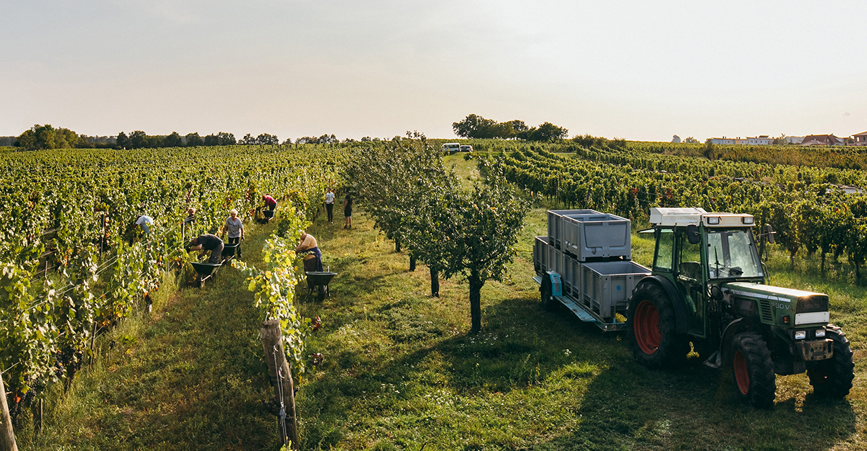 Weninger_Winery___Harvest_on_Hochäcker_03___c_Nicole_Heiling_groß.jpg