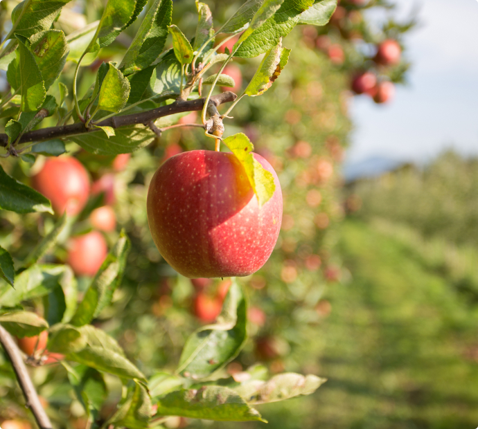 Apfel am Baum