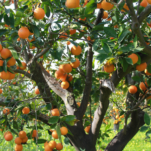 Orangenernte Sizilien