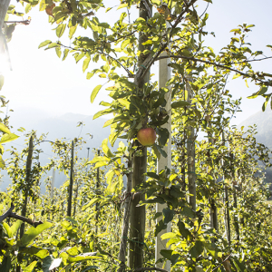 Ein Bild von der Apfelernte in Südtirol! Kannst du das PONA Golden Granny schon schmecken?
