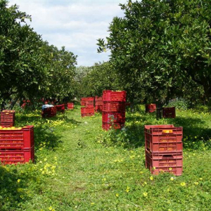 Zuerst wird geerntet: Zitronen, Valencia Orangen und die Grapefruit sind im Frühling dran - die Tarocco Orange ist erst im Spätherbst reif für die Ernte!