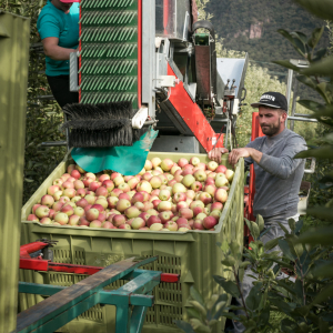 Bei der Ernte in Südtirol packt die gesamte Familie mit an! Die Äpfel werden händisch vom Baum gepflückt und mittels Kisten und Traktoren zur weiteren Verarbeitung in die Produktion geschickt. 