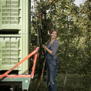 Bei der Ernte in Südtirol packt die gesamte Familie mit an! Die Äpfel werden händisch vom Baum gepflückt und mittels Kisten und Traktoren zur weiteren Verarbeitung in die Produktion geschickt. 