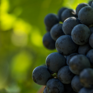 Sehen die roten Trauben des Weinguts Weninger nicht herrlich aus? 