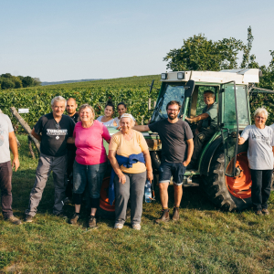 Ernte am Hochäcker - die Heimat des charakterstarken Blaufränkischen! (c) Nicole Heiling