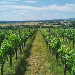 Die wunderbaren Weinberge des Weinguts Weninger im Mittelburgenland!