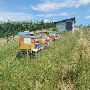 Die hauseigenen Bienen sind ein wichtiger Teil des biodynamischen Betriebs. 