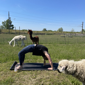 Yoga inmitten von Alpakas und Schafen, eins ist mal sicher: wir lieben diesen Trend!