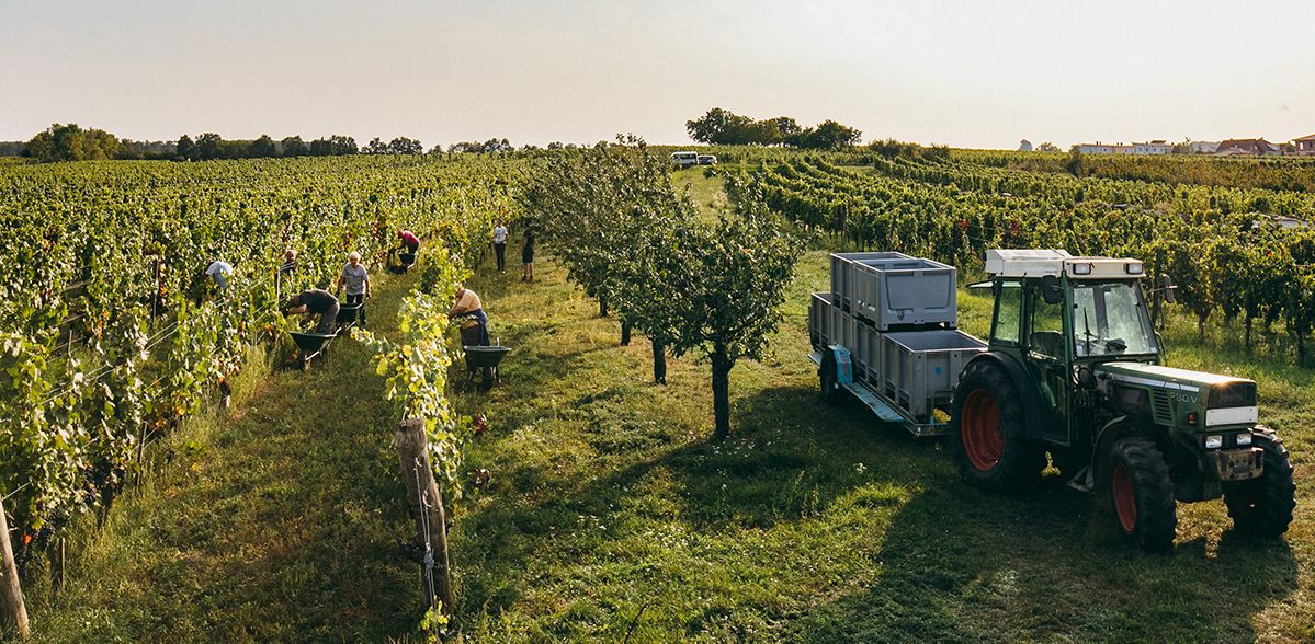 Heimische rote Trauben für den vollen PONA Geschmack - eine Reise ins Burgenland!