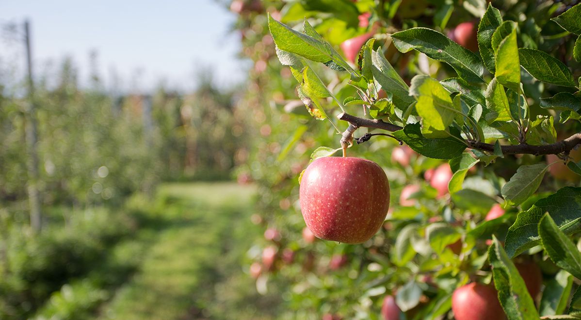Der Südtiroler Apfel - Bio Qualität, die man bei Wonderful Drinks schmeckt