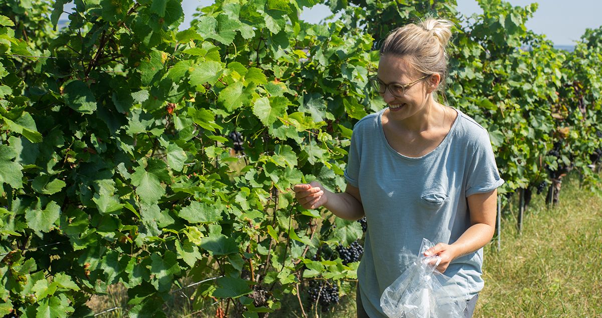 Heimische rote Trauben für den vollen PONA Geschmack - eine Reise ins Burgenland!