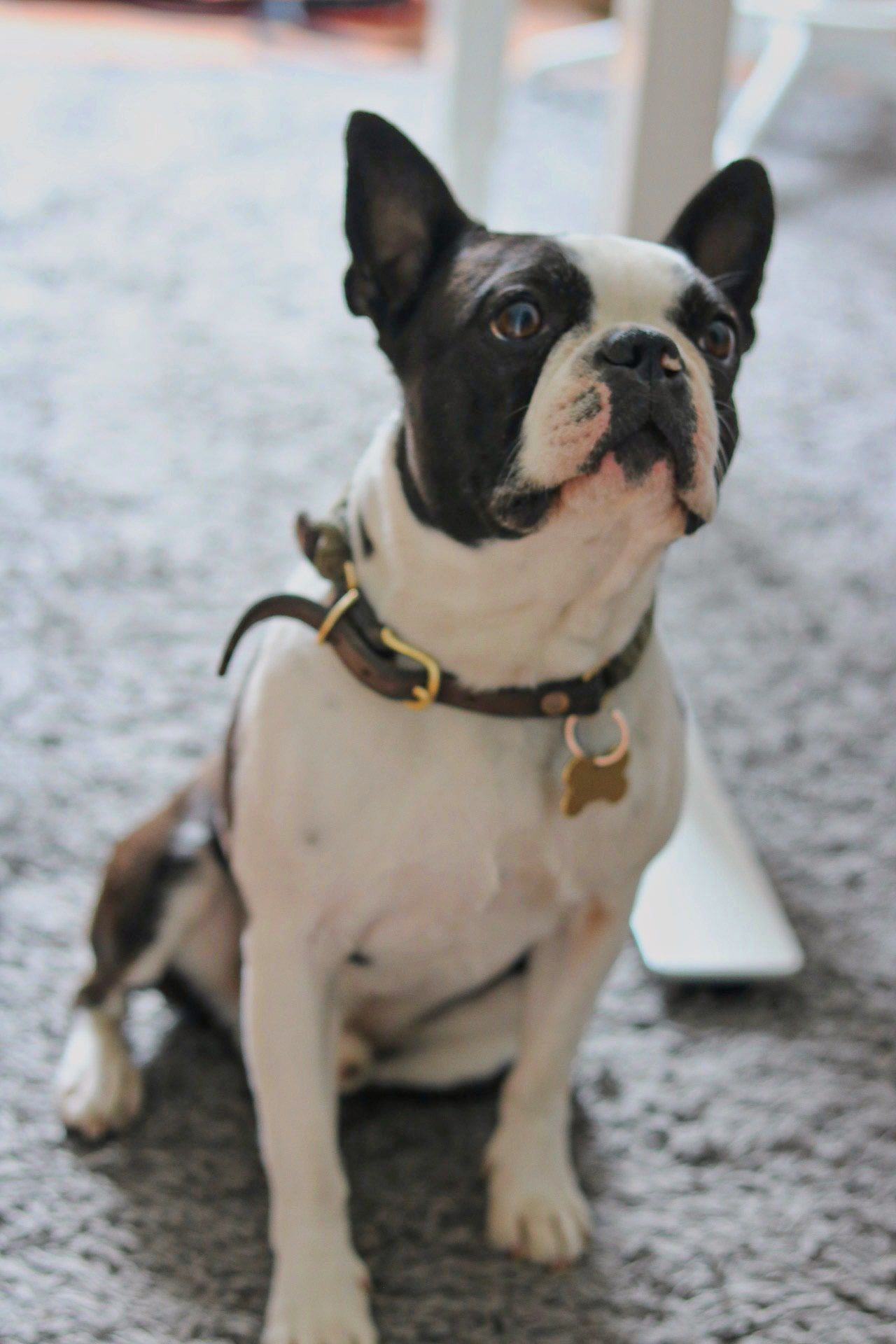 Bruno
